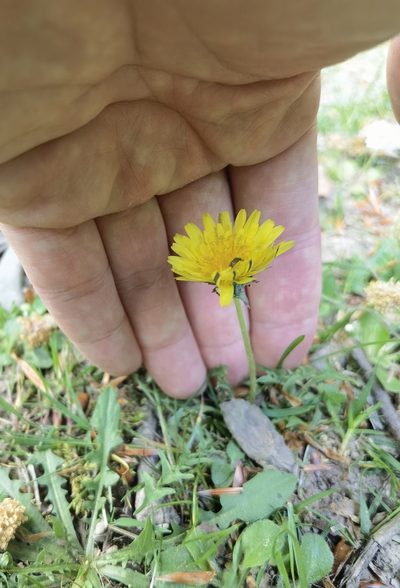 Taraxacum lacistophyllum, photographed by Claude Kolwelter