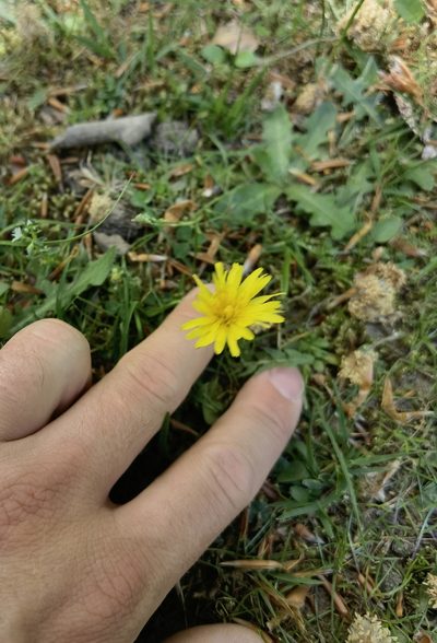 Taraxacum lacistophyllum, photographed by Claude Kolwelter