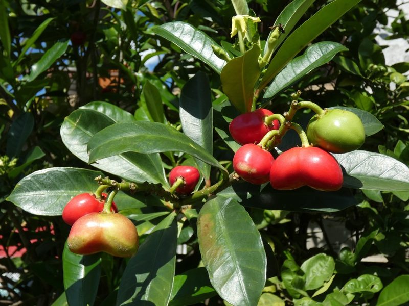 Thevetia ahouai, photographed by Kai Squires