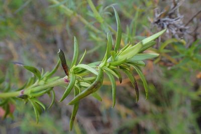 Carpacoce vaginellata, photographed by Nicola van Berkel