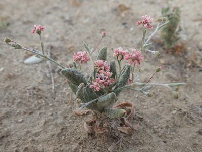 Eriogonum gracillimum, photographed by Scott Yarger