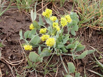 Lomatium nudicaule, photographed by John Brew