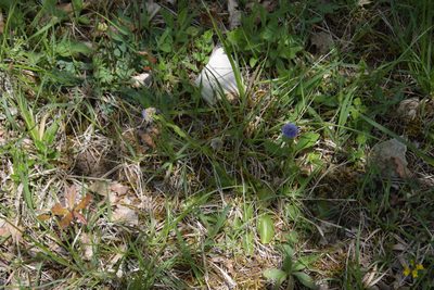 Globularia bisnagarica, photographed by Felicia Seichter