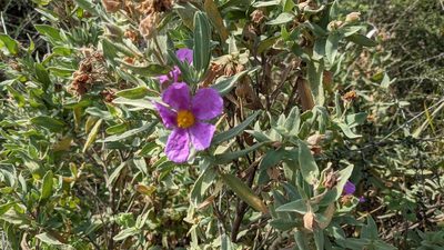 Cistus albidus, photographed by Javier Eusamio