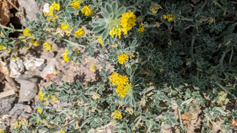 Medicago marina, photographed by Javier Eusamio