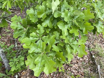 Quercus stellata, photographed by Carol Ann McCormick