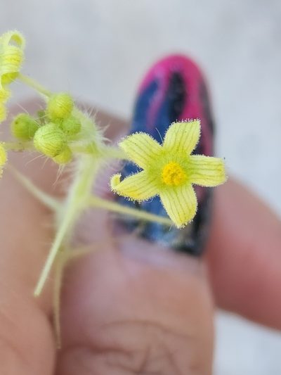 Sicyos malvifolius, photographed by Sol Quipildor