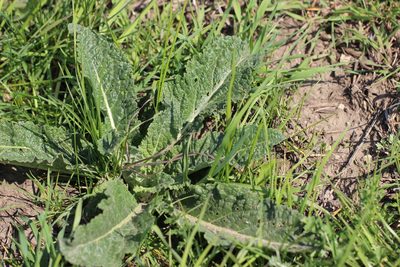 Verbascum lychnitis, photographed by Татьяна Максимова