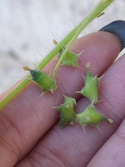 Sicyos malvifolius, photographed by Sol Quipildor