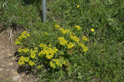 Euphorbia verrucosa, photographed by Felicia Seichter