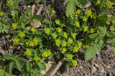 Euphorbia verrucosa, photographed by Felicia Seichter