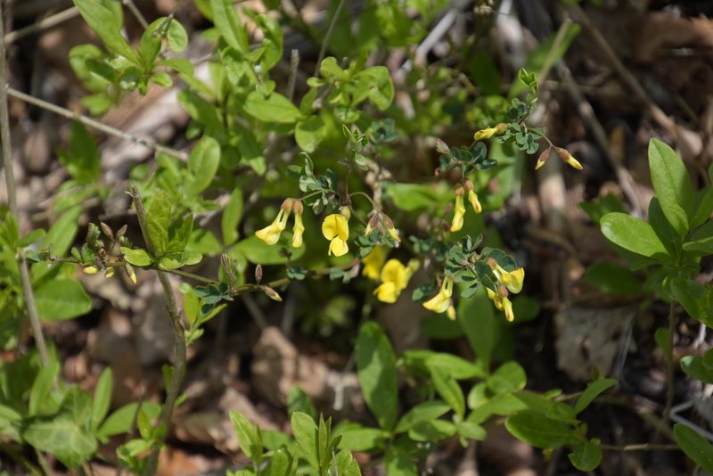 Hippocrepis emerus, photographed by Felicia Seichter