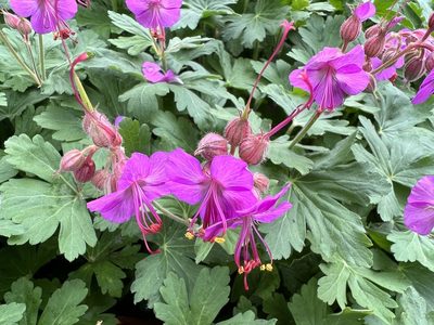 Geranium macrorrhizum, photographed by Annie Weissman