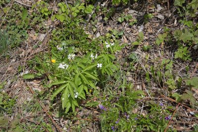 Cardamine heptaphylla, photographed by Felicia Seichter