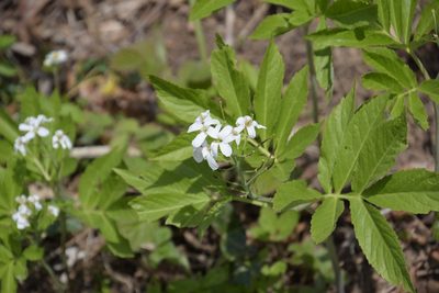 Cardamine heptaphylla, photographed by Felicia Seichter