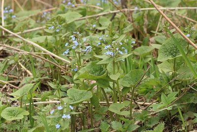 Brunnera sibirica, photographed by Наталья Усова