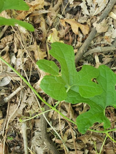 Cayaponia quinqueloba, photographed by Jody Shugart