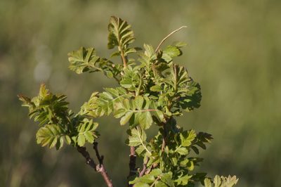 Rhus coriaria, photographed by Sergey Cherkasov