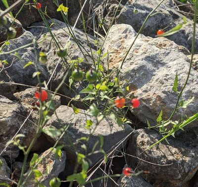 Solanum triquetrum