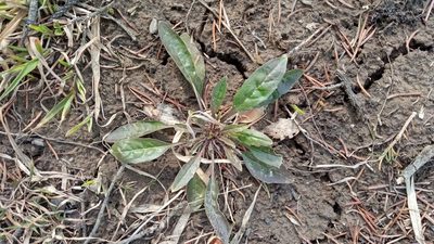Erysimum cheiranthoides, photographed by Tatiana Strus