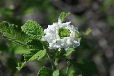 Lantana peduncularis, photographed by Loren Cassin Sackett