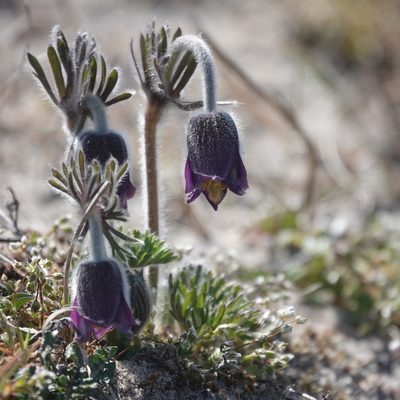 Pulsatilla pratensis, photographed by Jais Knudsen