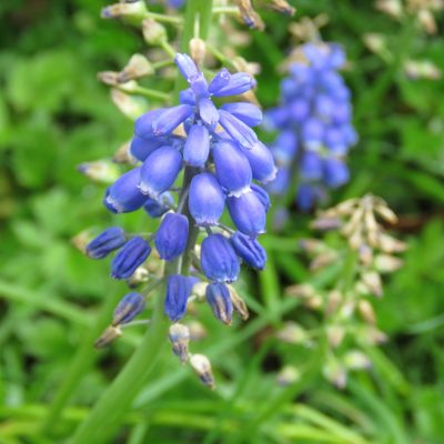 Muscari armeniacum, photographed by Andy Slater