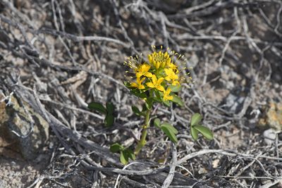 Cleomella hillmanii, photographed by Trevor Van Loon