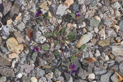 Phacelia gymnoclada, photographed by Trevor Van Loon