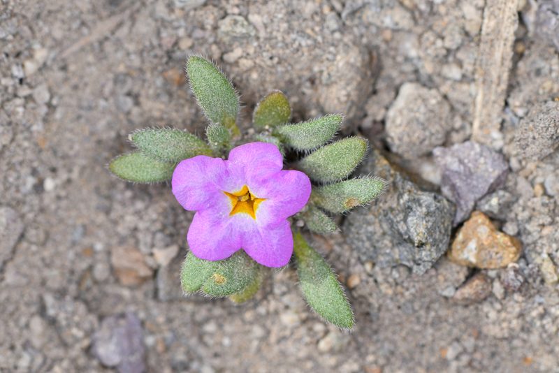 Nama aretioides, photographed by Trevor Van Loon