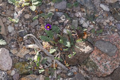 Phacelia gymnoclada, photographed by Trevor Van Loon