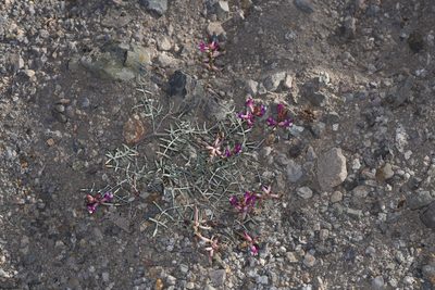 Astragalus casei, photographed by Trevor Van Loon