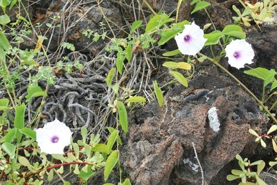 Ipomoea incarnata, photographed by Loren Cassin Sackett