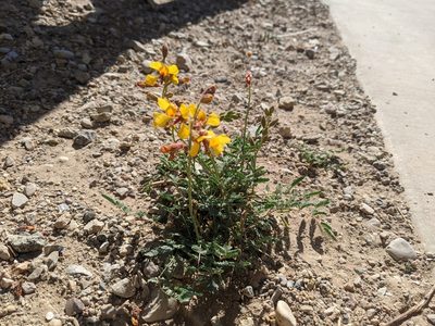Hoffmannseggia glauca, photographed by Norveig
