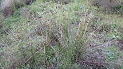 Scirpoides holoschoenus, photographed by scolym