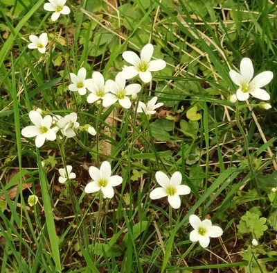 Saxifraga granulata, photographed by Jane Concannon
