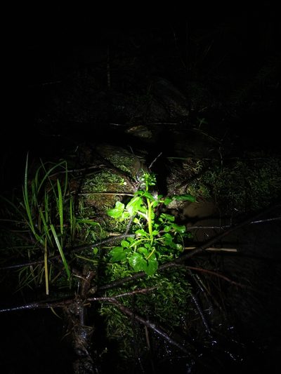 Cardamine breweri, photographed by Drew Meyer