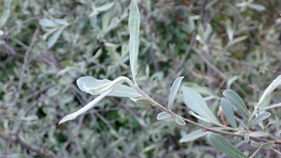 Salix salviifolia, photographed by scolym