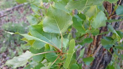 Populus nigra, photographed by scolym