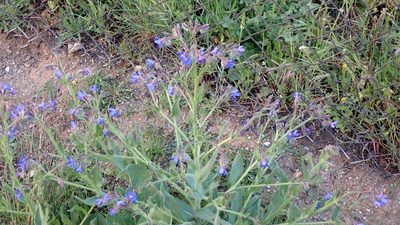 Anchusa azurea, photographed by scolym