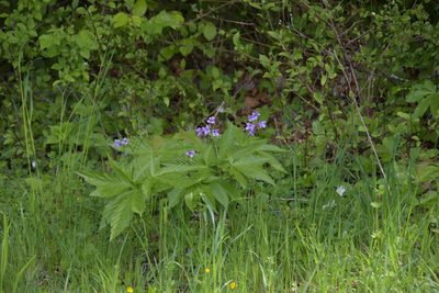 Cardamine pentaphyllos, photographed by Felicia Seichter