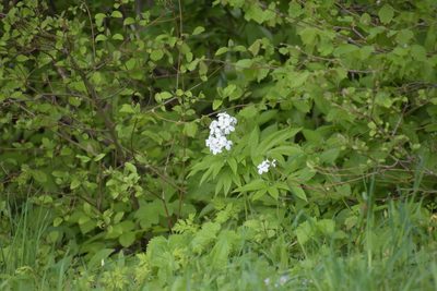 Cardamine heptaphylla, photographed by Felicia Seichter