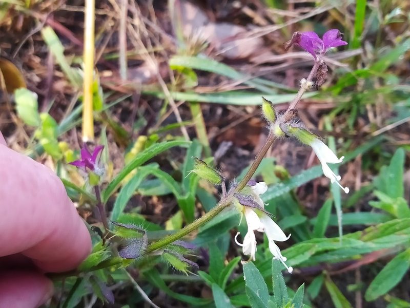 Syncolostemon bracteosus, photographed by Jonathan Whitaker