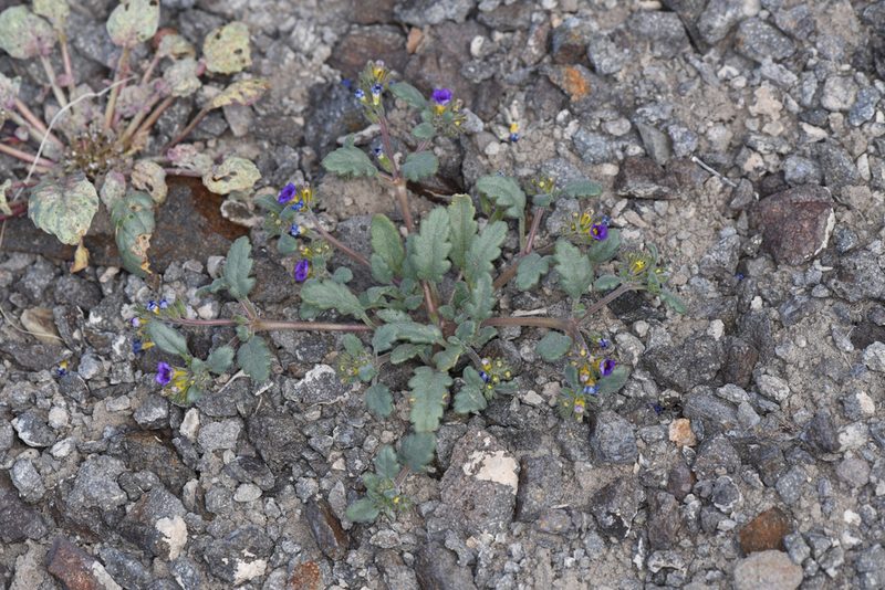 Phacelia gymnoclada, photographed by Trevor Van Loon