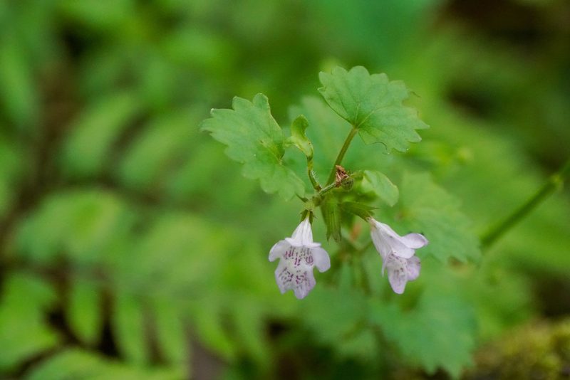 Glechoma grandis, photographed by WATANABE Hitoshi 渡辺仁