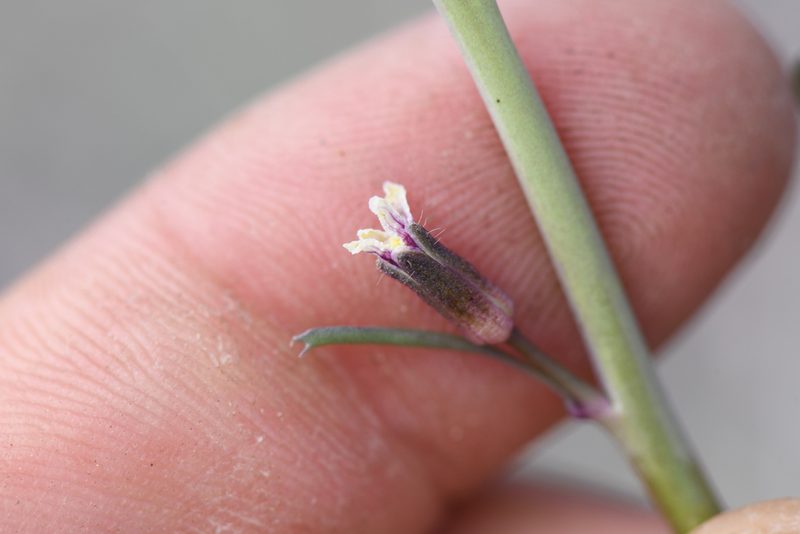 Streptanthus pilosus, photographed by Trevor Van Loon