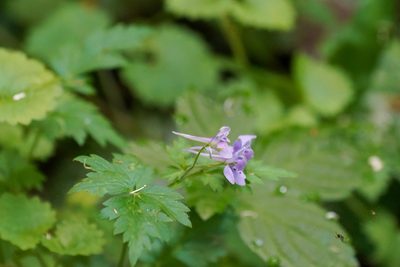 Delphinium anthriscifolium, photographed by WATANABE Hitoshi 渡辺仁