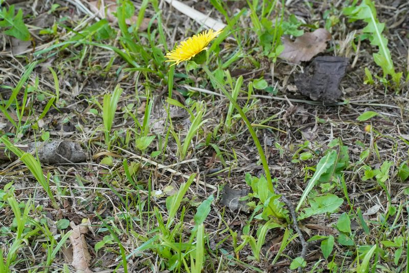 Taraxacum platycarpum, photographed by WATANABE Hitoshi 渡辺仁