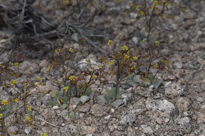 Eriogonum pusillum, photographed by Trevor Van Loon