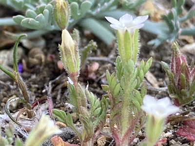 Gilia clivorum, photographed by Adam J. Searcy